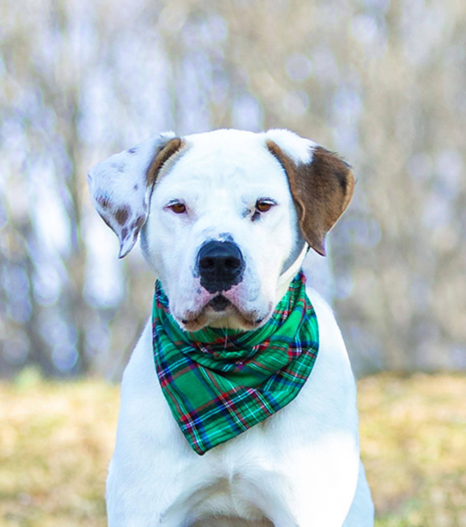 Enlarge Goose, a Adoptable Terrier in Coatesville, PA image 1/3