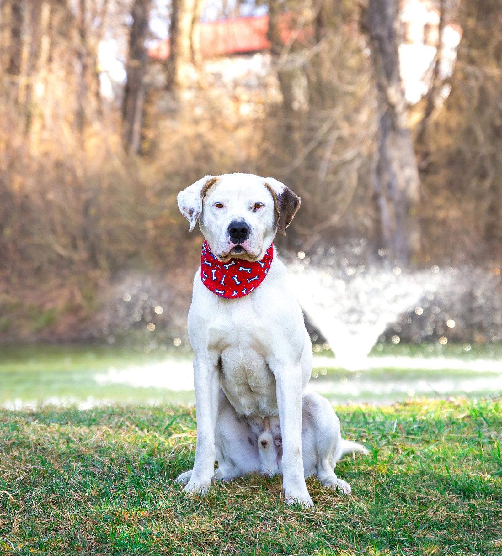Enlarge Goose, a Adoptable Terrier in Coatesville, PA image 1/3