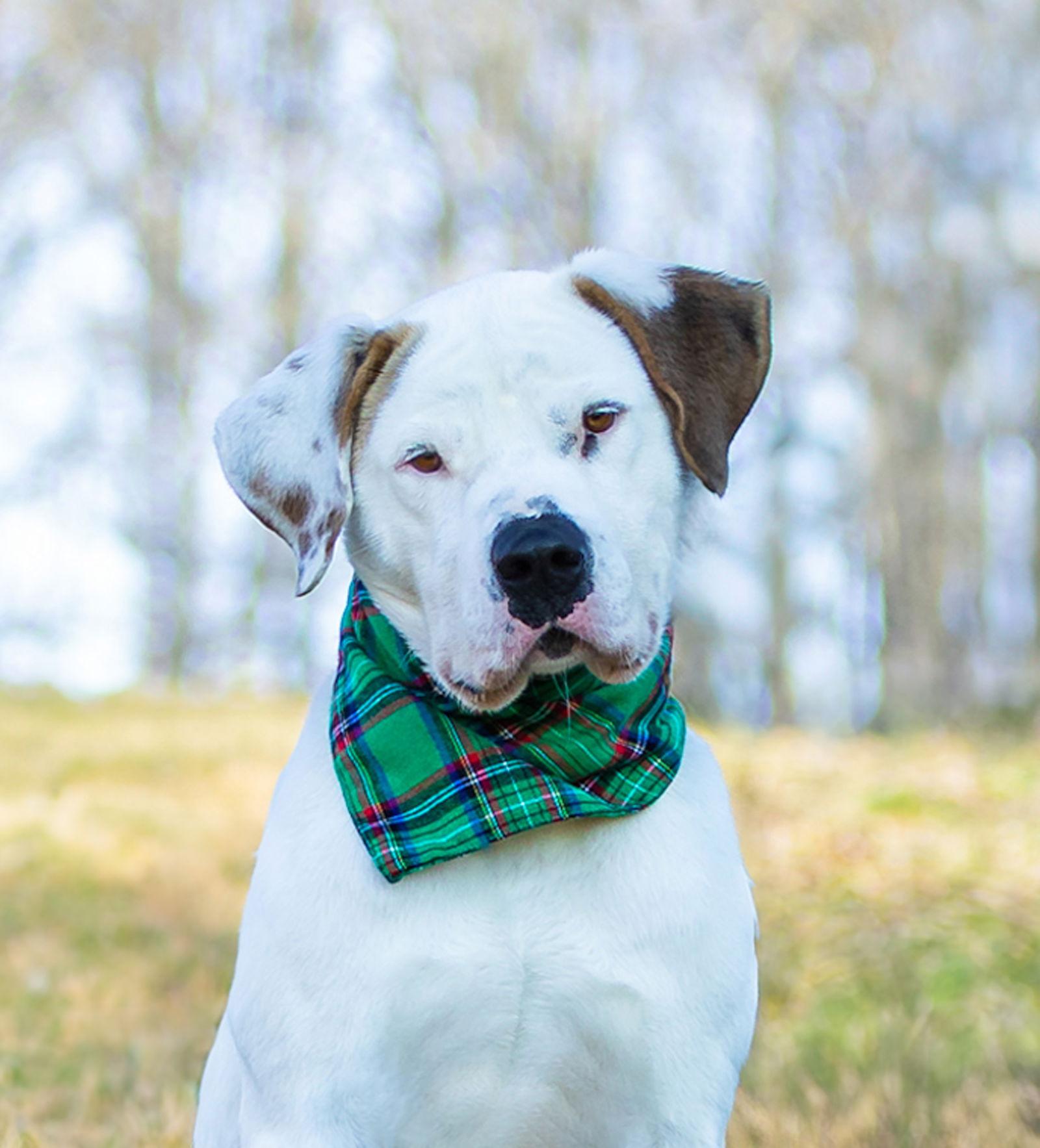 Goose, Adoptable, Young Male Terrier.