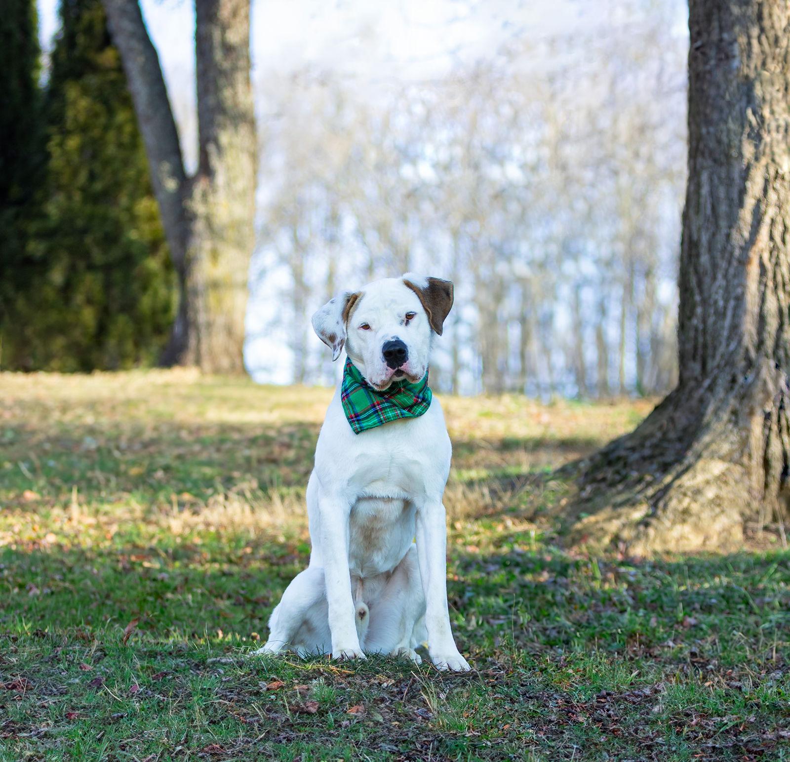 Enlarge Goose, a Adoptable Terrier in Coatesville, PA image 2/3