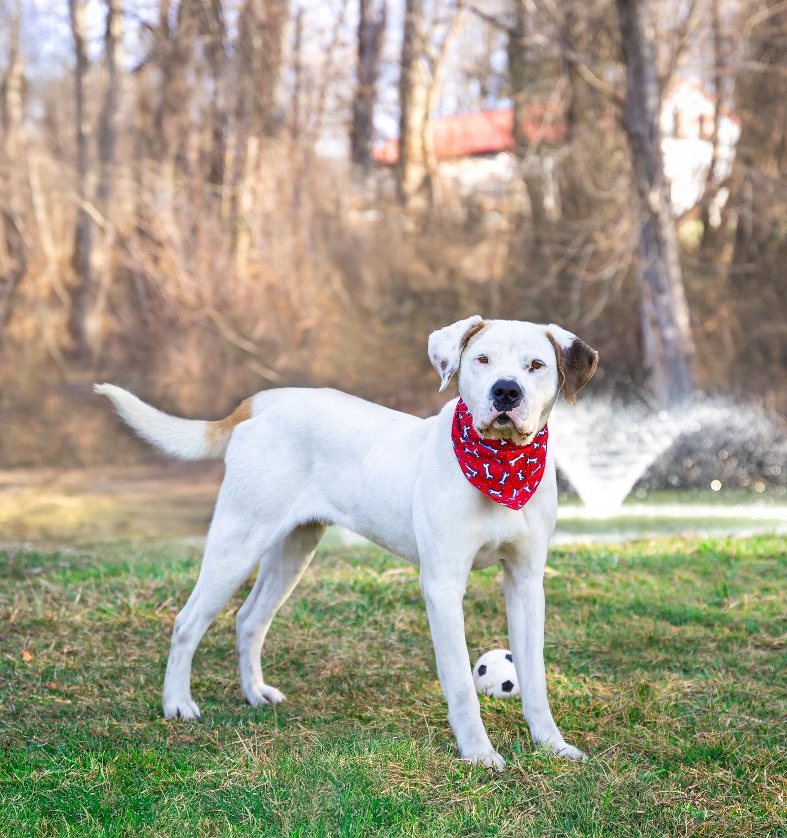 Enlarge Goose, a Adoptable Terrier in Coatesville, PA image 2/3