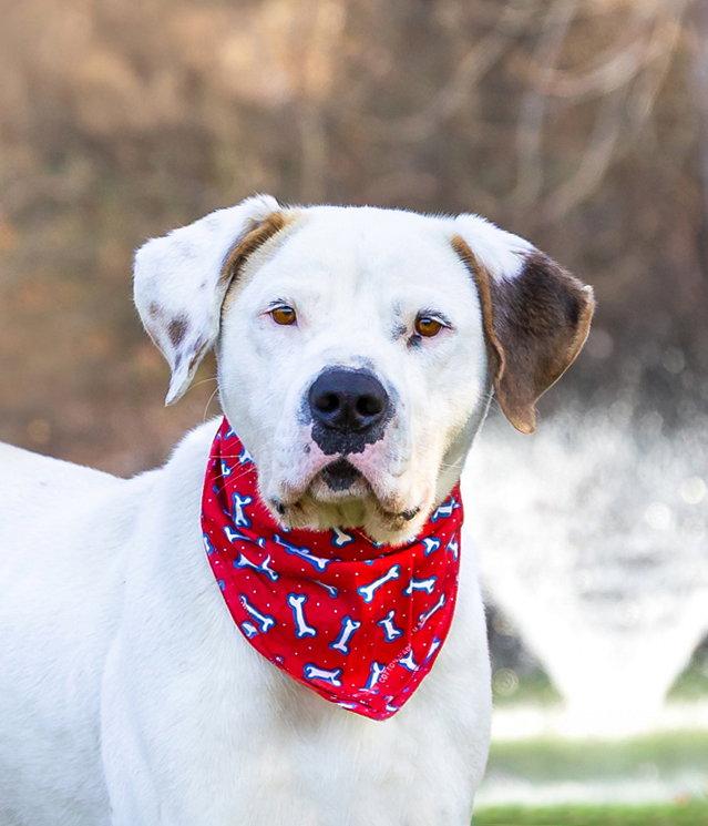 Enlarge Goose, a Adoptable Terrier in Coatesville, PA image 3/3