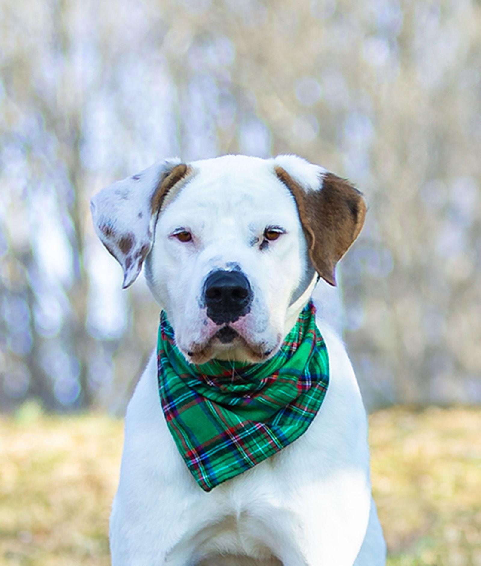 Enlarge Goose, a Adoptable Terrier in Coatesville, PA image 3/3