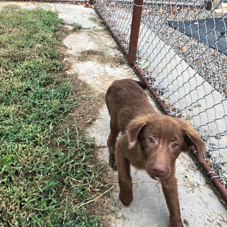 Enlarge Snails, a Adoptable Chocolate Labrador Retriever in Stilwell, OK image 1/1