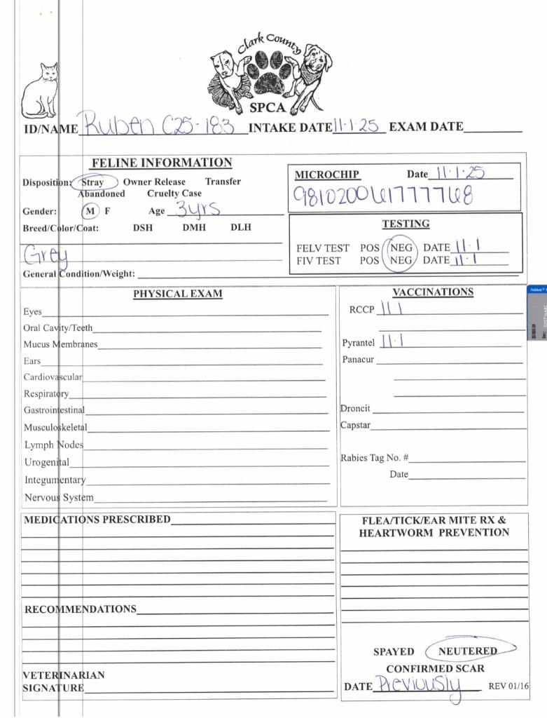 Ruben, Adoptable, Adult Male Domestic Short Hair.