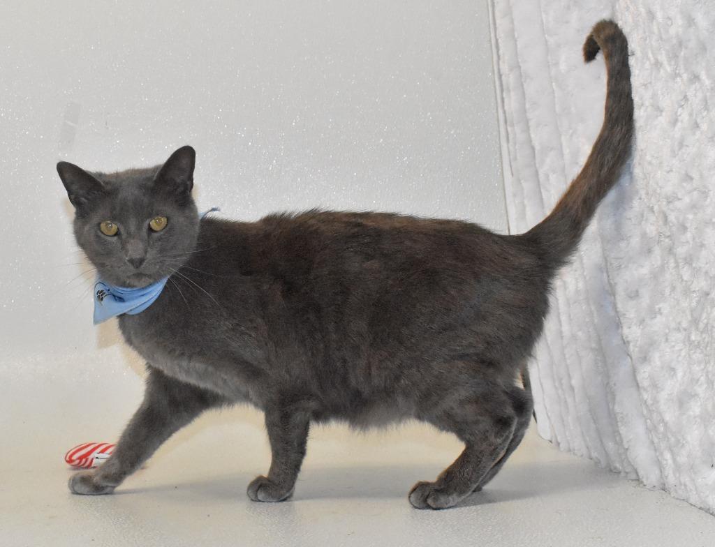 Enlarge Ruben, a Adoptable mixed breed in Springfield, OH image 2/3