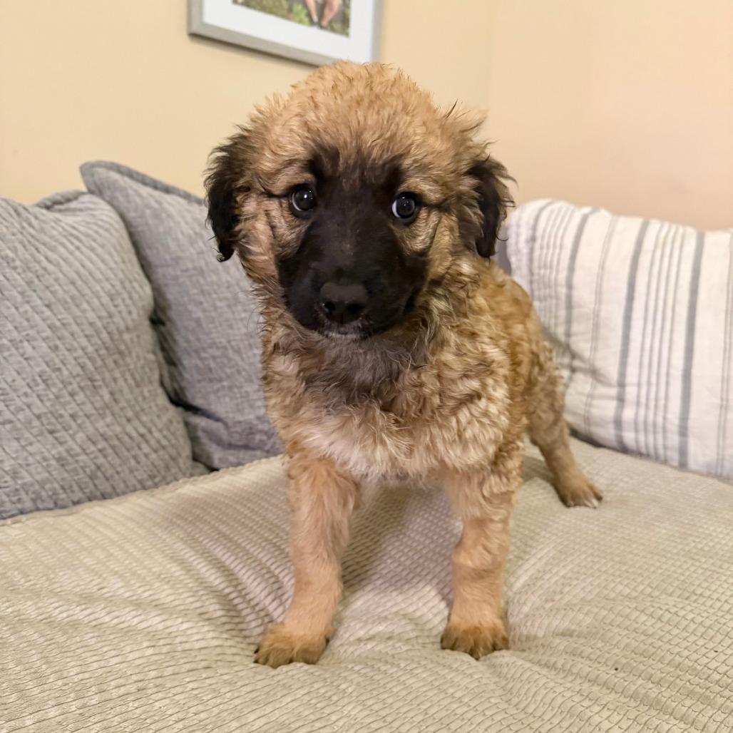 Donatella, Adoptable, Puppy Female Shepherd & Poodle.
