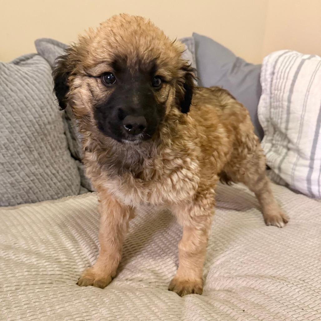 Enlarge Donatella, a Adoptable mixed breed in Agoura Hills, CA image 2/3