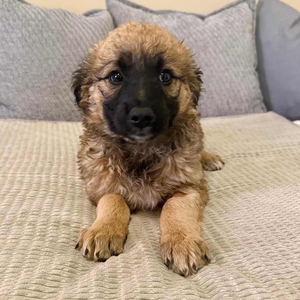 Enlarge Donatella, a Adoptable mixed breed in Agoura Hills, CA image 3/3
