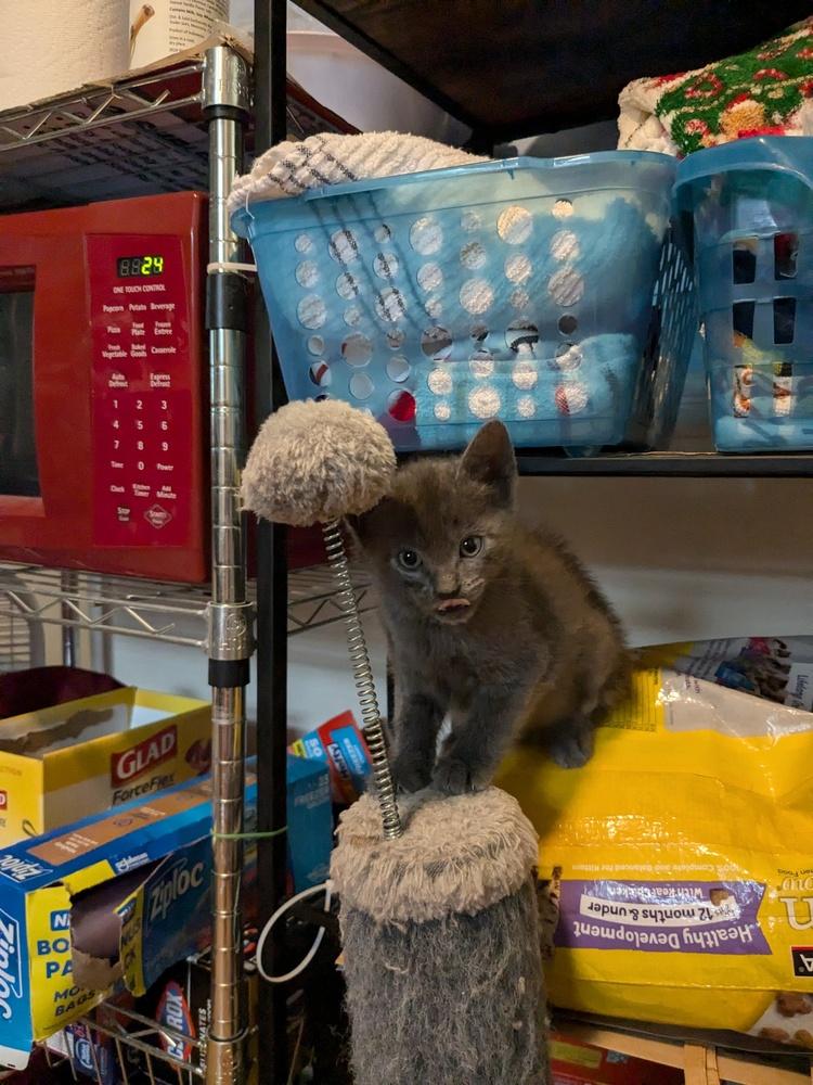 Bobby, a Adoptable American Shorthair in Ronkonkoma, NY image 1/4