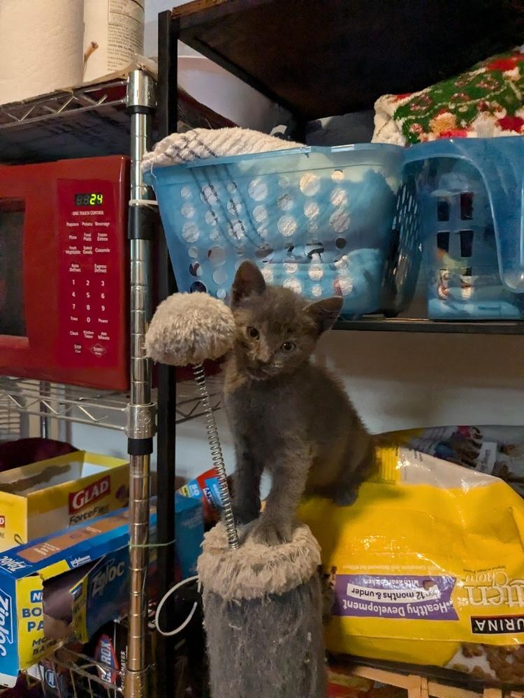 Bobby, a Adoptable American Shorthair in Ronkonkoma, NY image 2/4