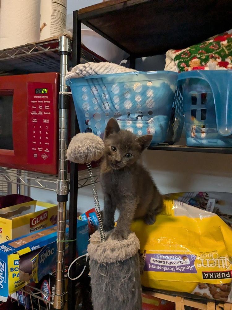 Bobby, a Adoptable American Shorthair in Ronkonkoma, NY image 3/4