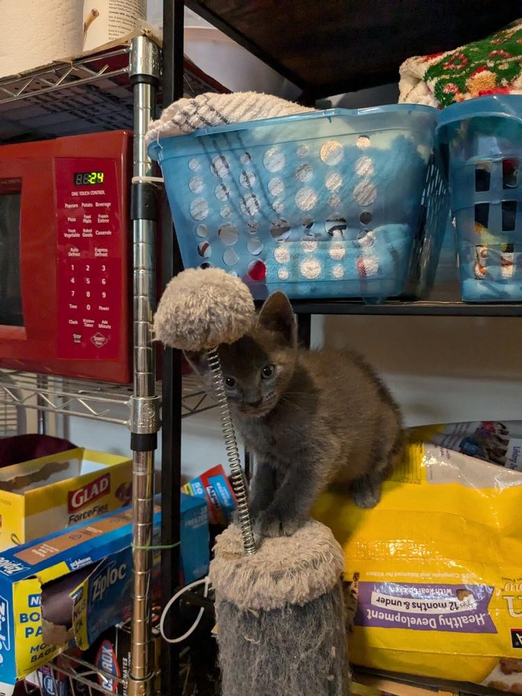 Bobby, a Adoptable American Shorthair in Ronkonkoma, NY image 4/4