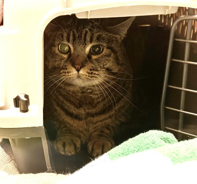 COCO, Adoptable, Adult Female Domestic Short Hair.