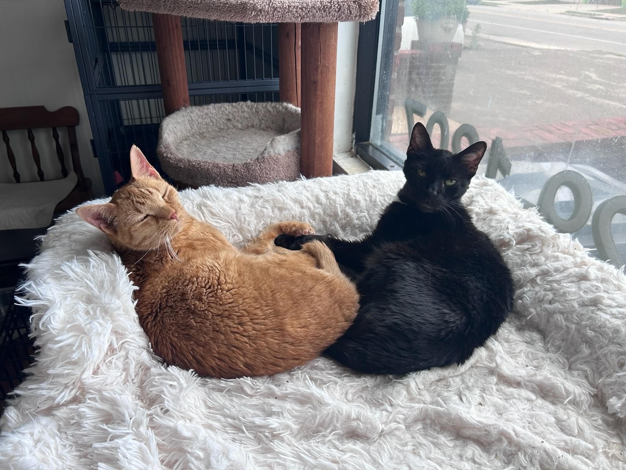 Enlarge Tristan (with Rowan), a Adopted Domestic Short Hair in Huntington, NY image 2/2