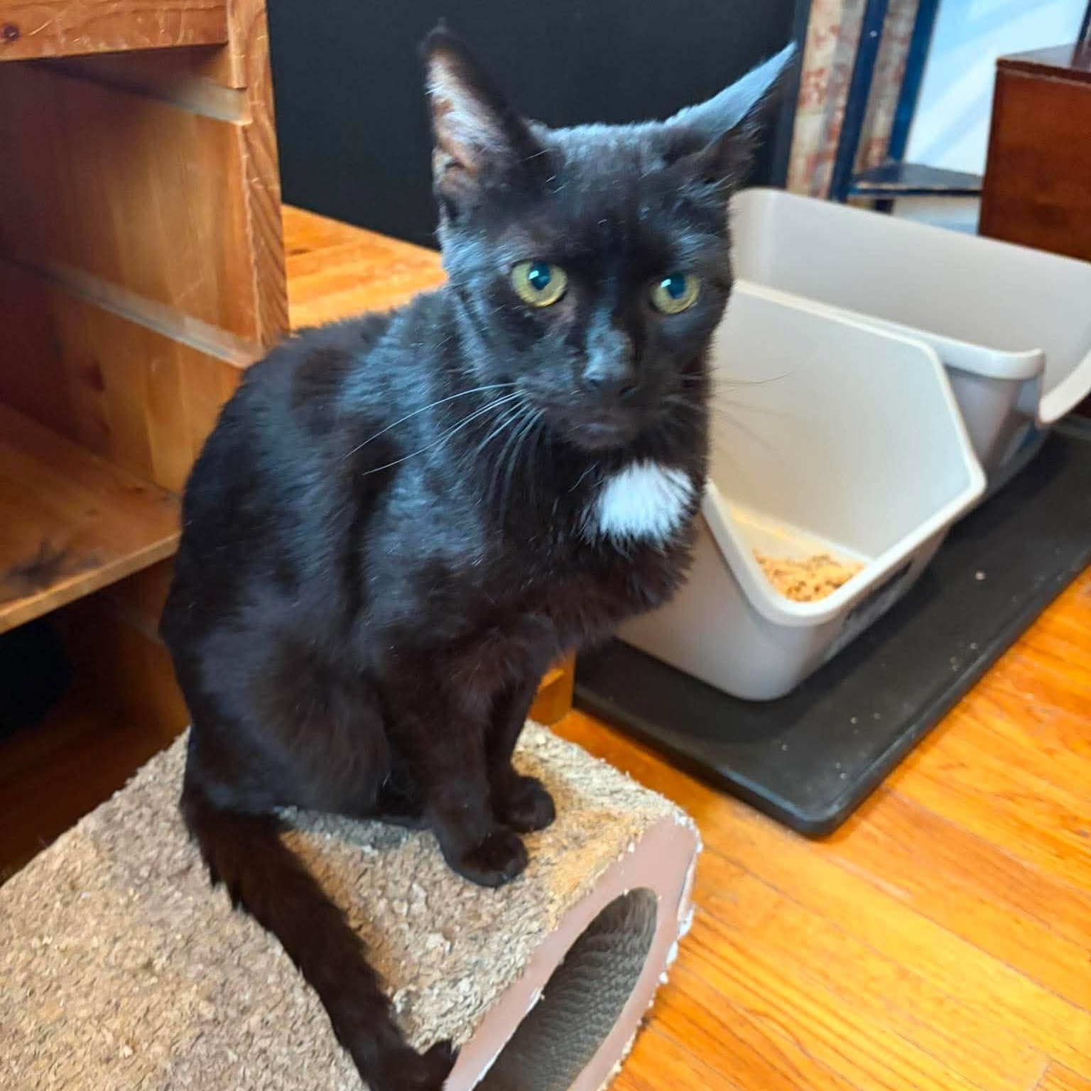 Tristan (with Rowan), Adopted, Senior Male Domestic Short Hair.