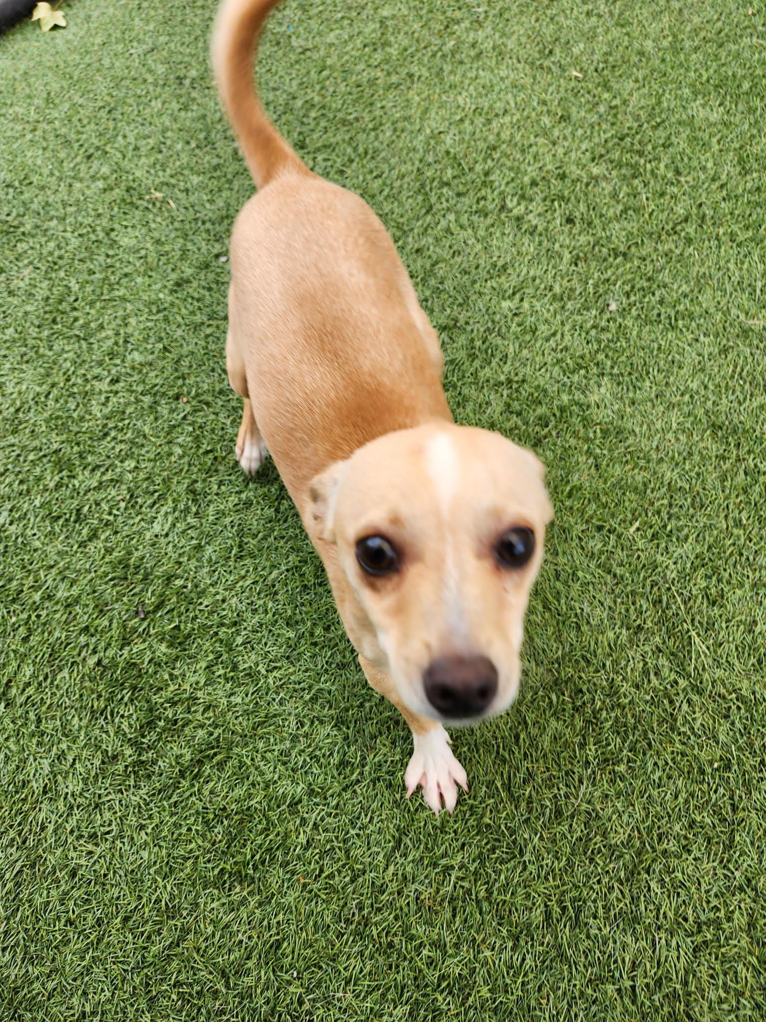 Enlarge Peanut, a Adopted Chihuahua in Hopkinsville, KY image 3/3