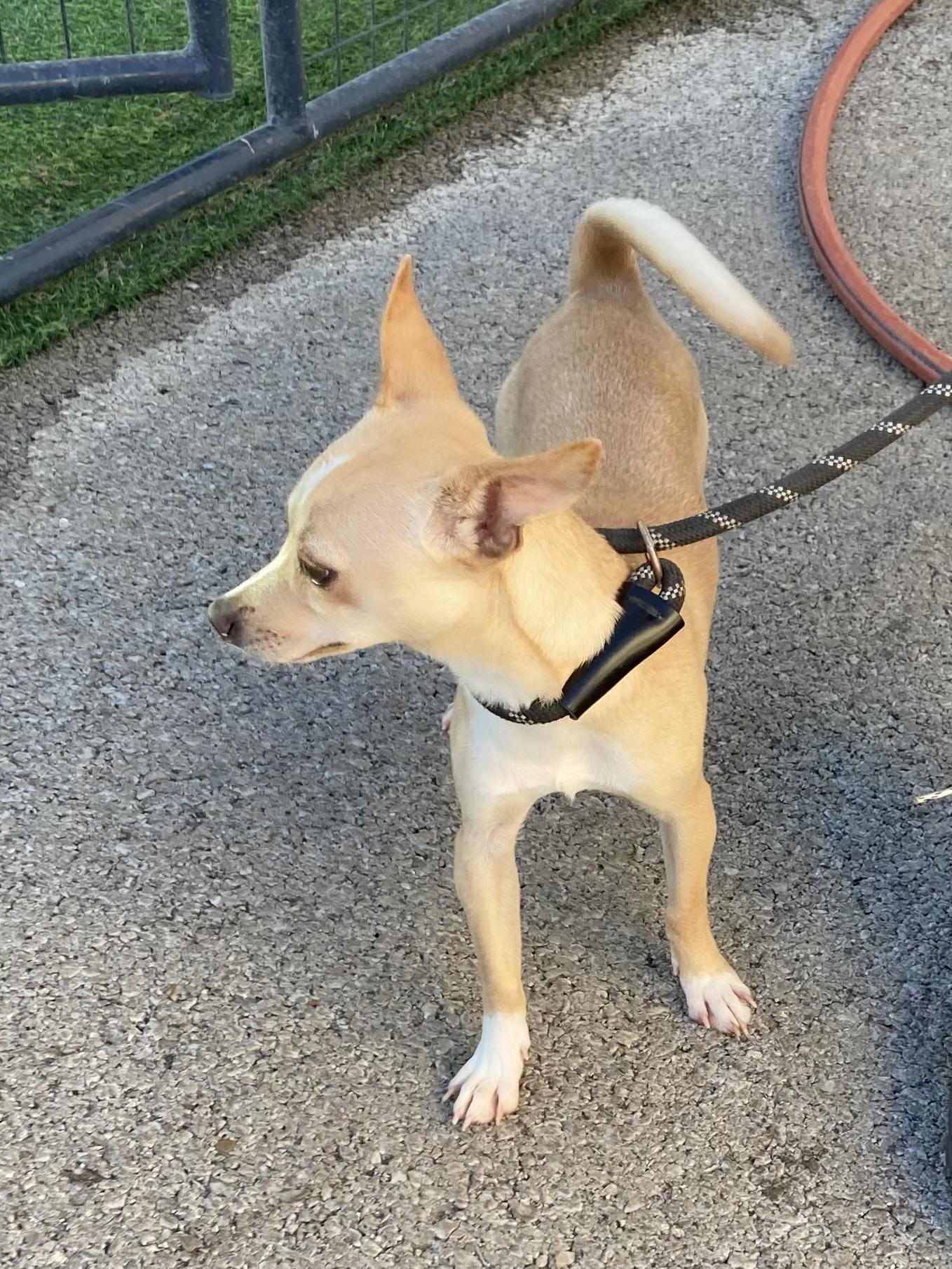 Enlarge Peanut, a Adopted Chihuahua in Hopkinsville, KY image 1/3