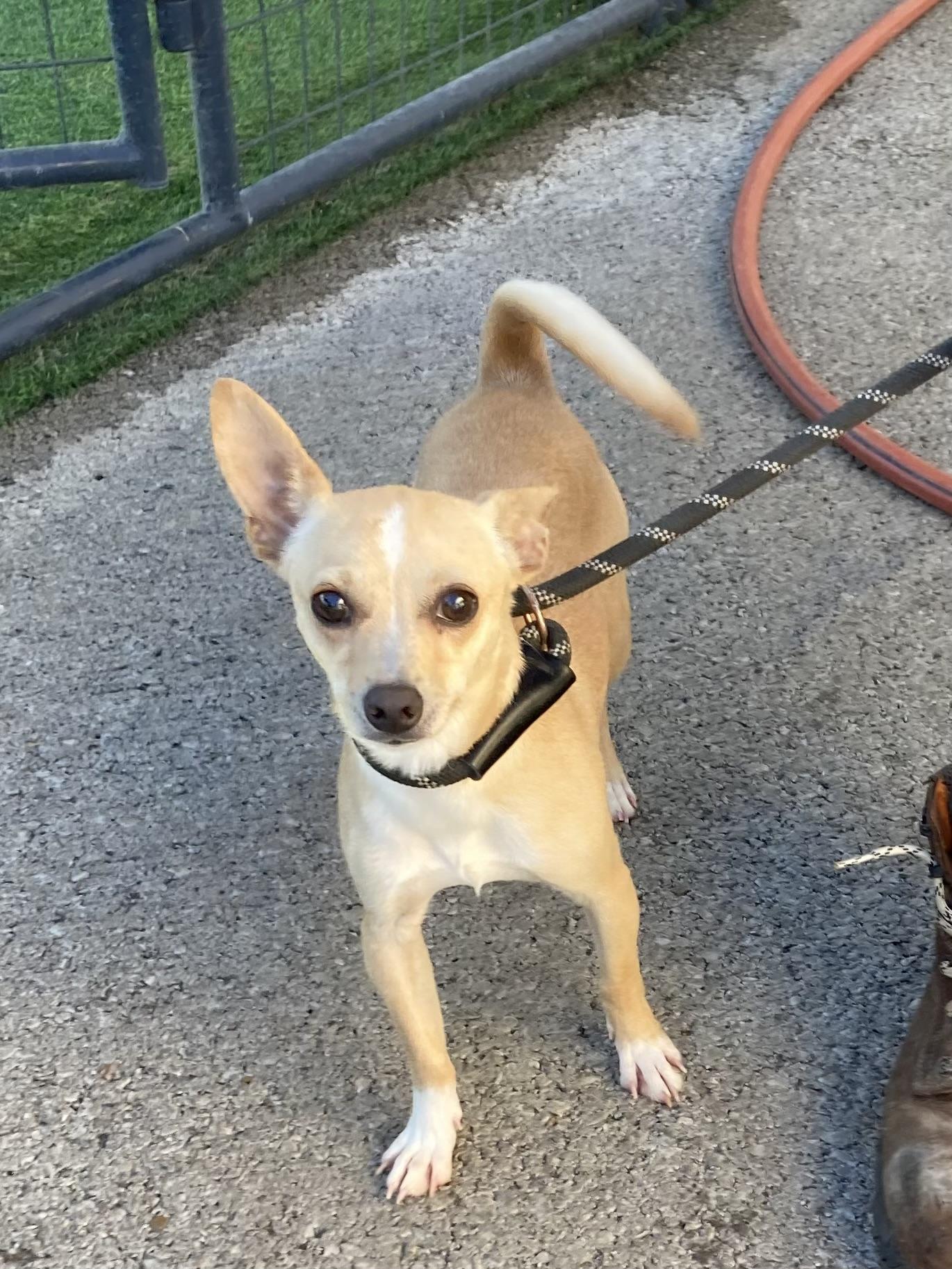Enlarge Peanut, a Adopted Chihuahua in Hopkinsville, KY image 2/3