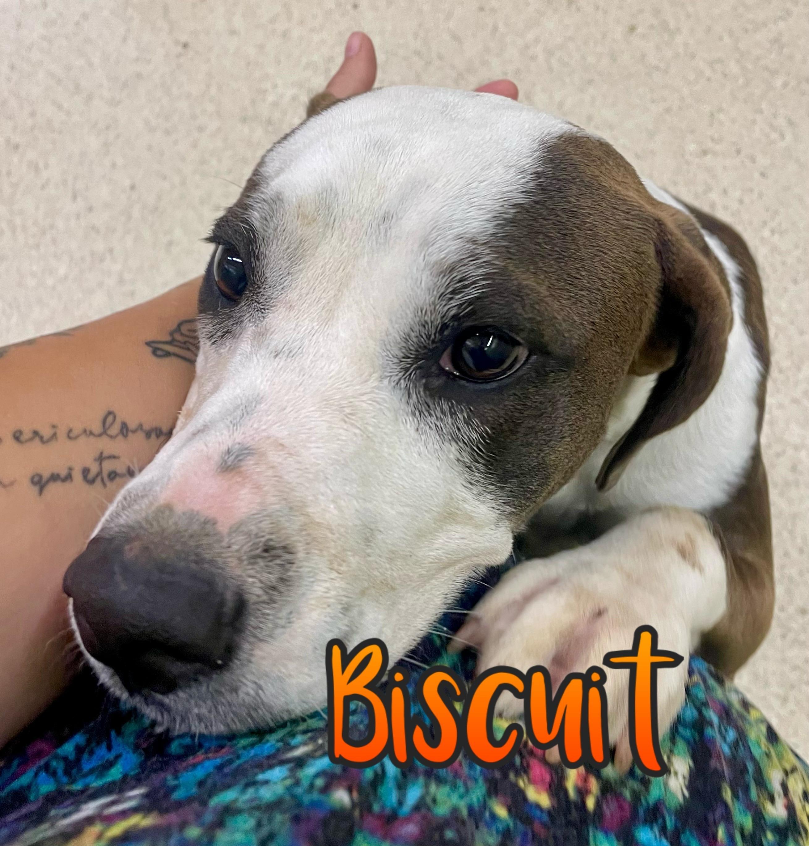 Biscuit
