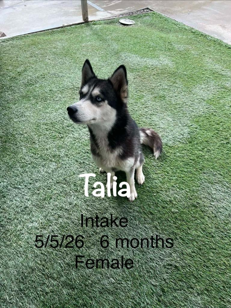 Talia, Adoptable, Puppy Female Husky.