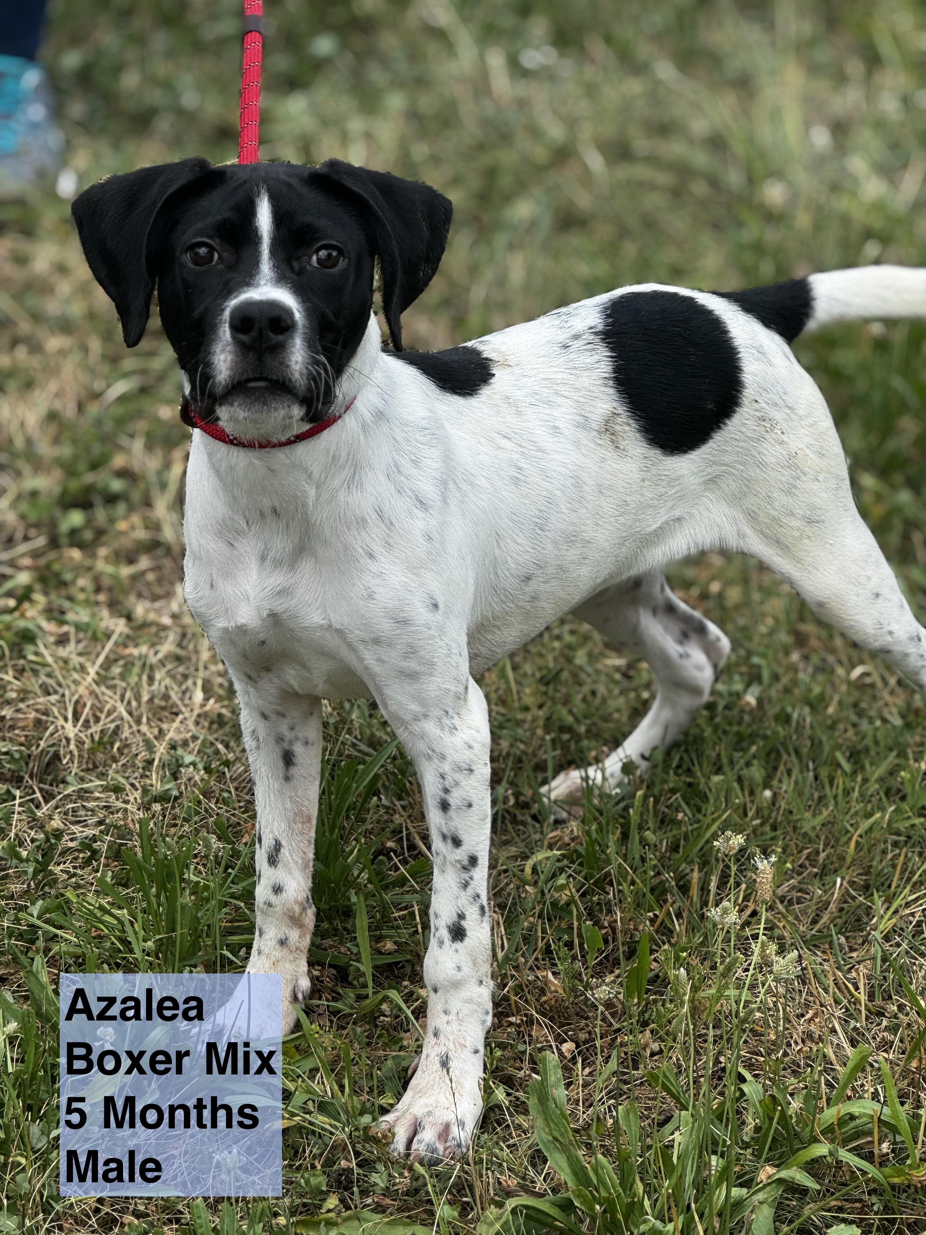 Azalea