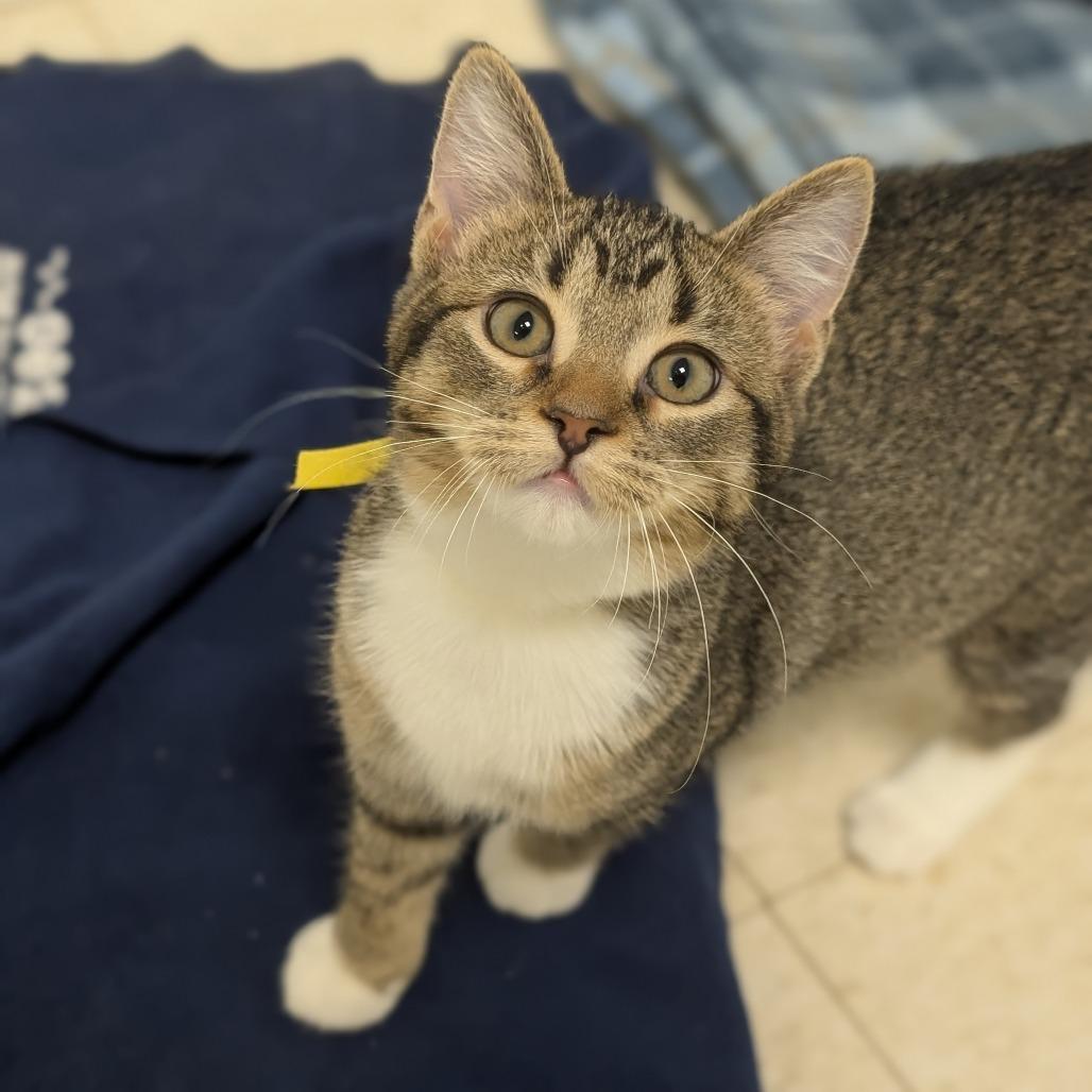 Lily, Adoptable, Kitten Female Domestic Short Hair.