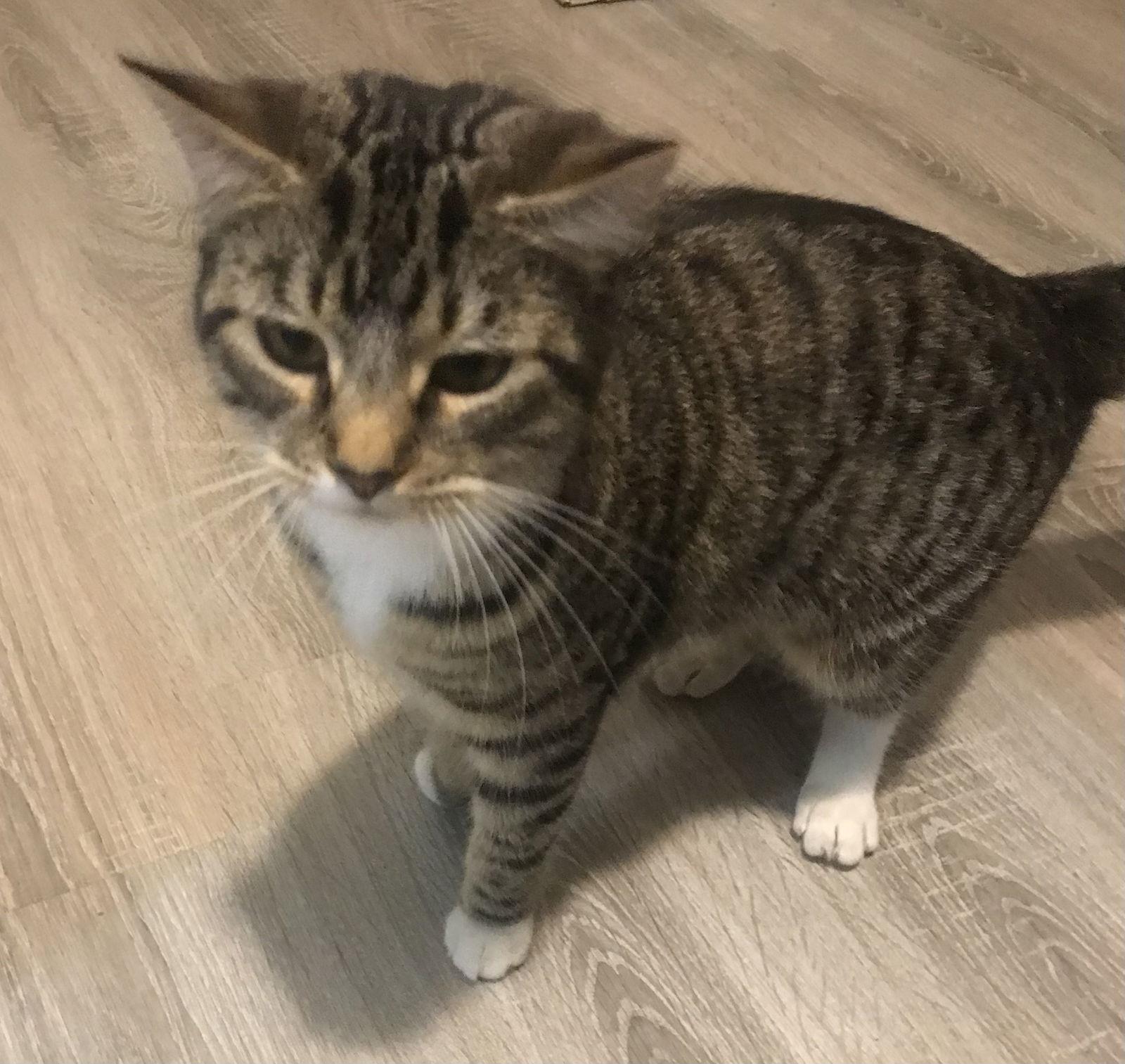 Kouki, Adoptable, Young Female Domestic Short Hair.