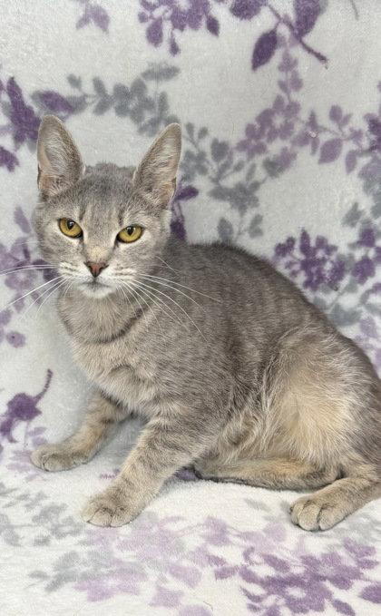 Enlarge 7003 (Skyler), a Adoptable Domestic Short Hair in Lake City, MI image 1/1