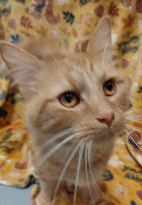 C303 Litter Gingersnap, Adopted, Young Female Tabby & Domestic Short Hair.