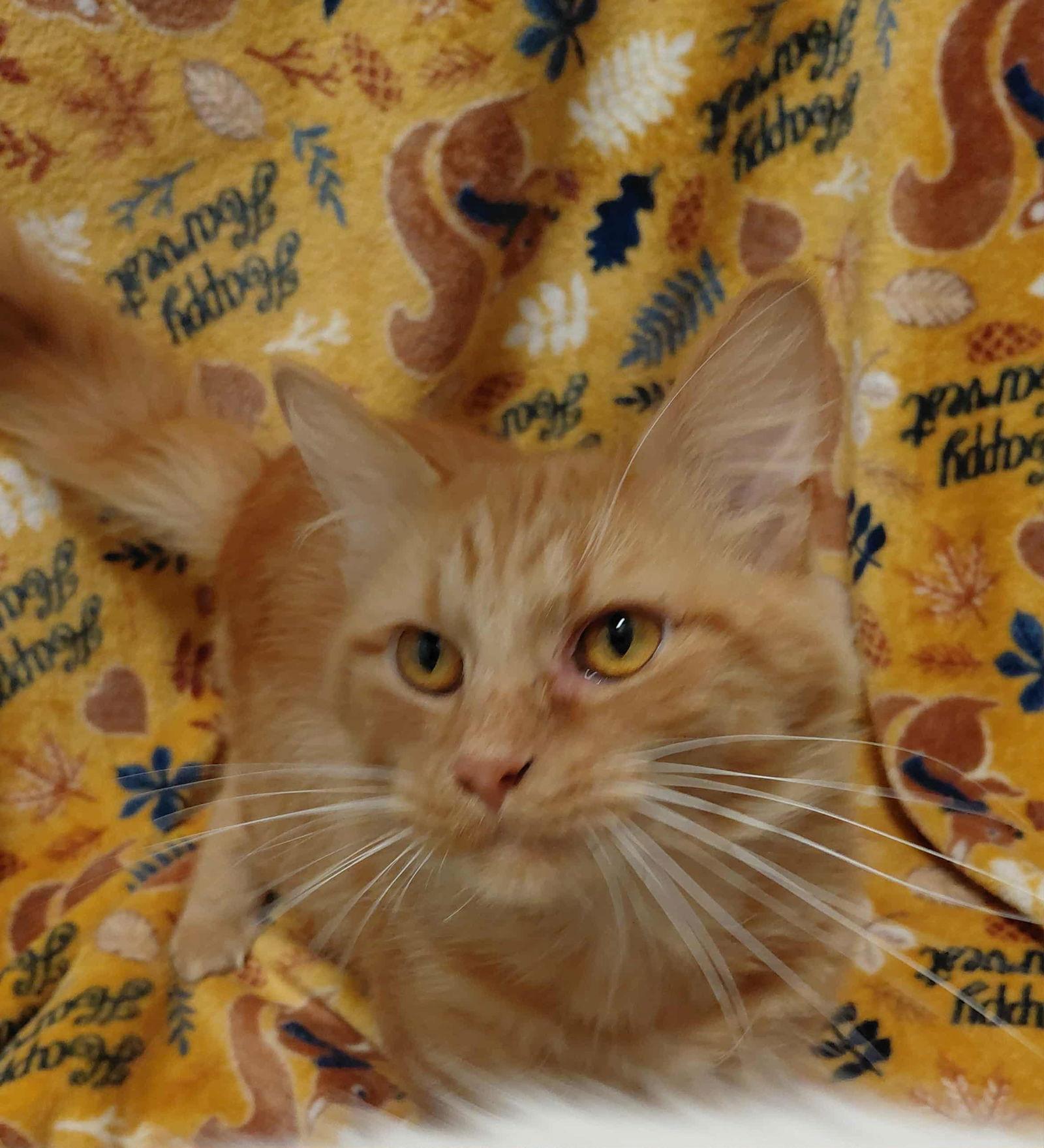 Enlarge C303 Litter Gingersnap, a Adopted mixed breed in Livonia, MI image 2/2