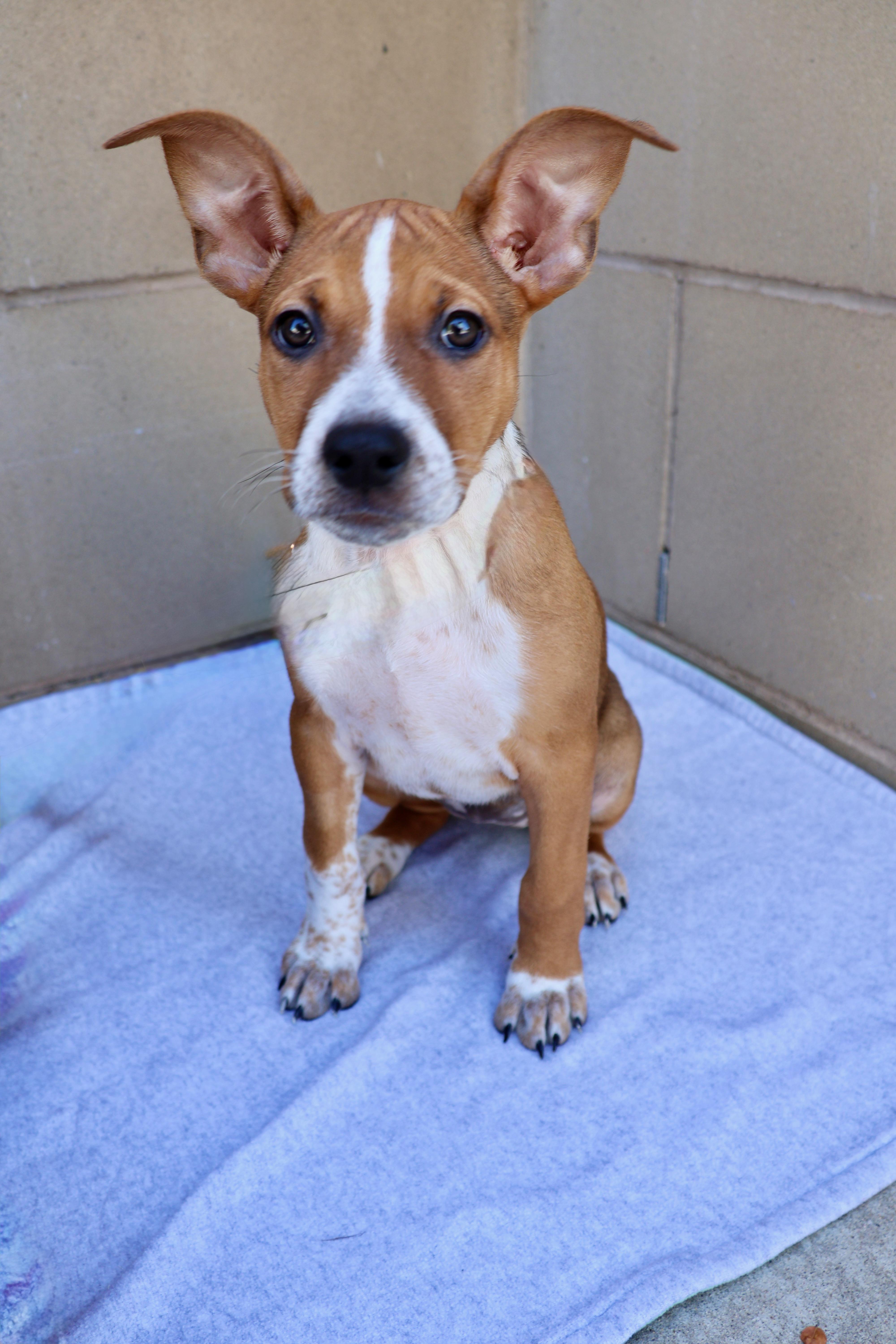 Roxy, a ADOPTABLE mixed breed in Fort Collins, CO image 2/6