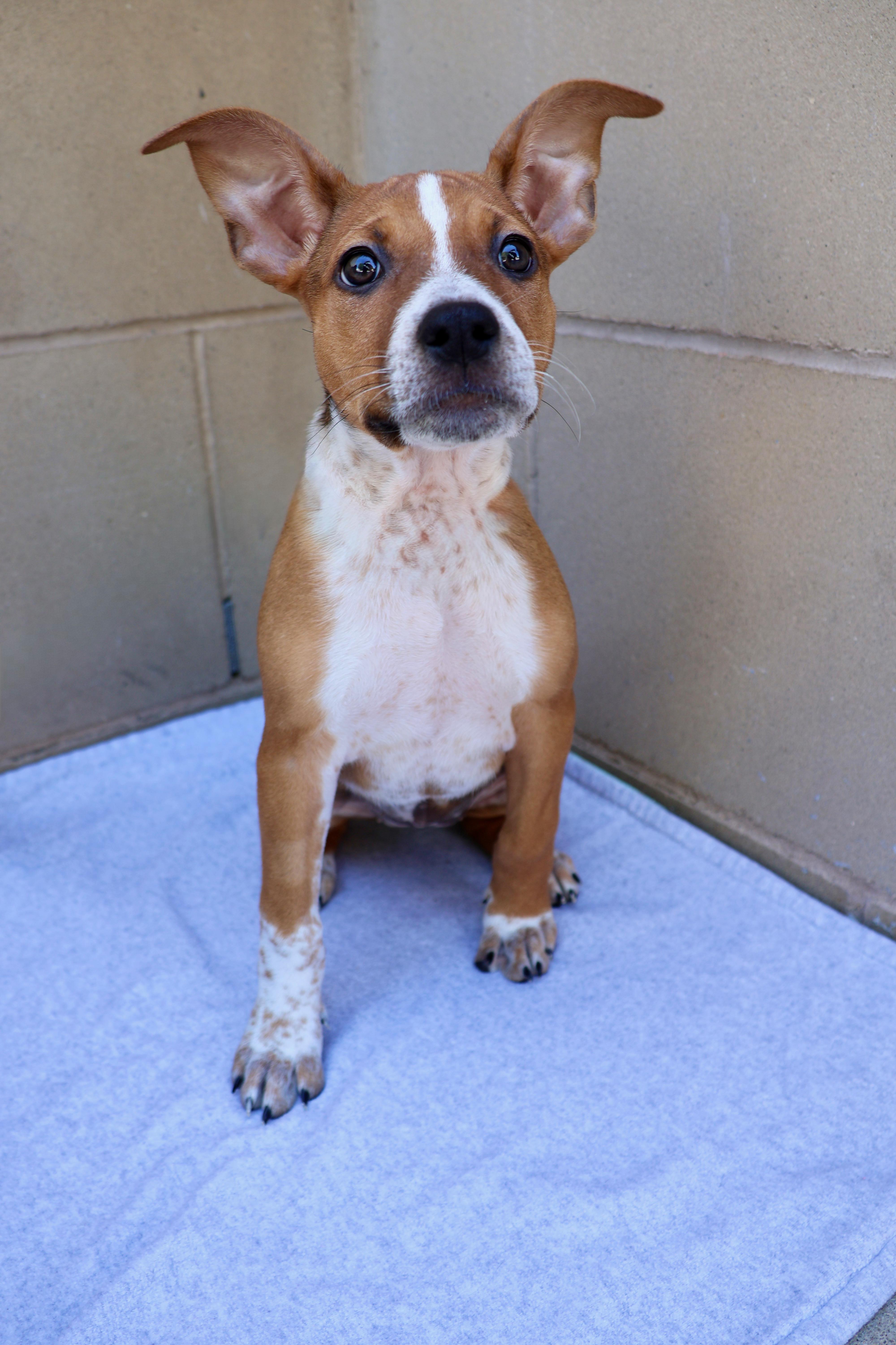 Roxy, a ADOPTABLE mixed breed in Fort Collins, CO image 3/6