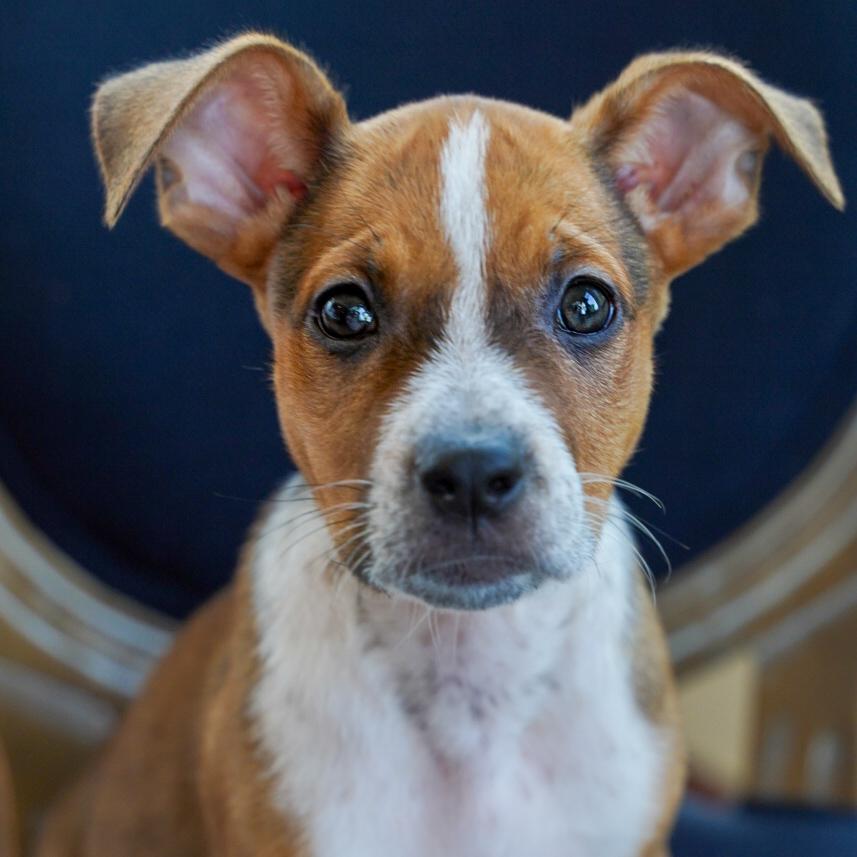 Roxy, a ADOPTABLE mixed breed in Fort Collins, CO image 4/6