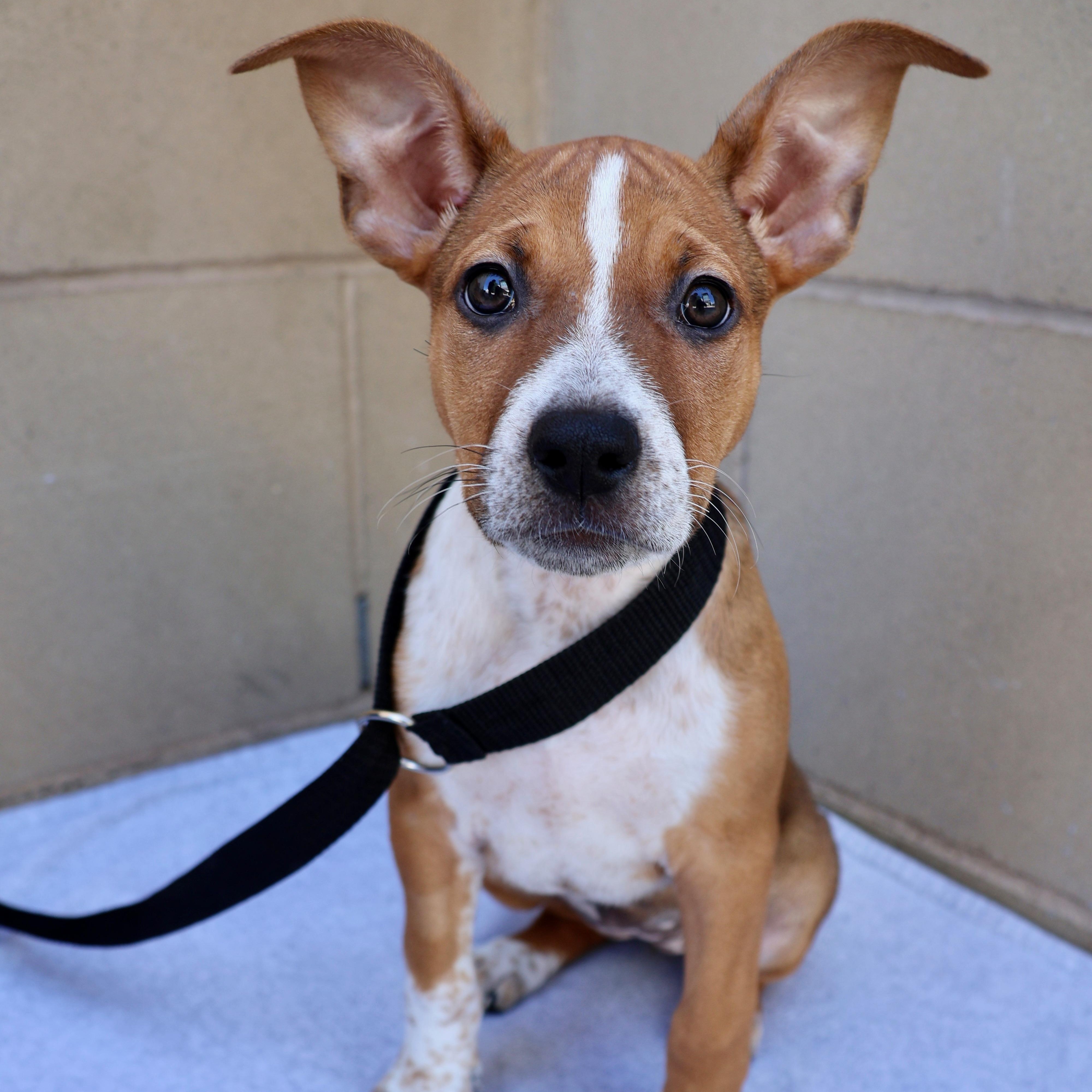 Roxy, ADOPTABLE, Puppy Female Cattle Dog.