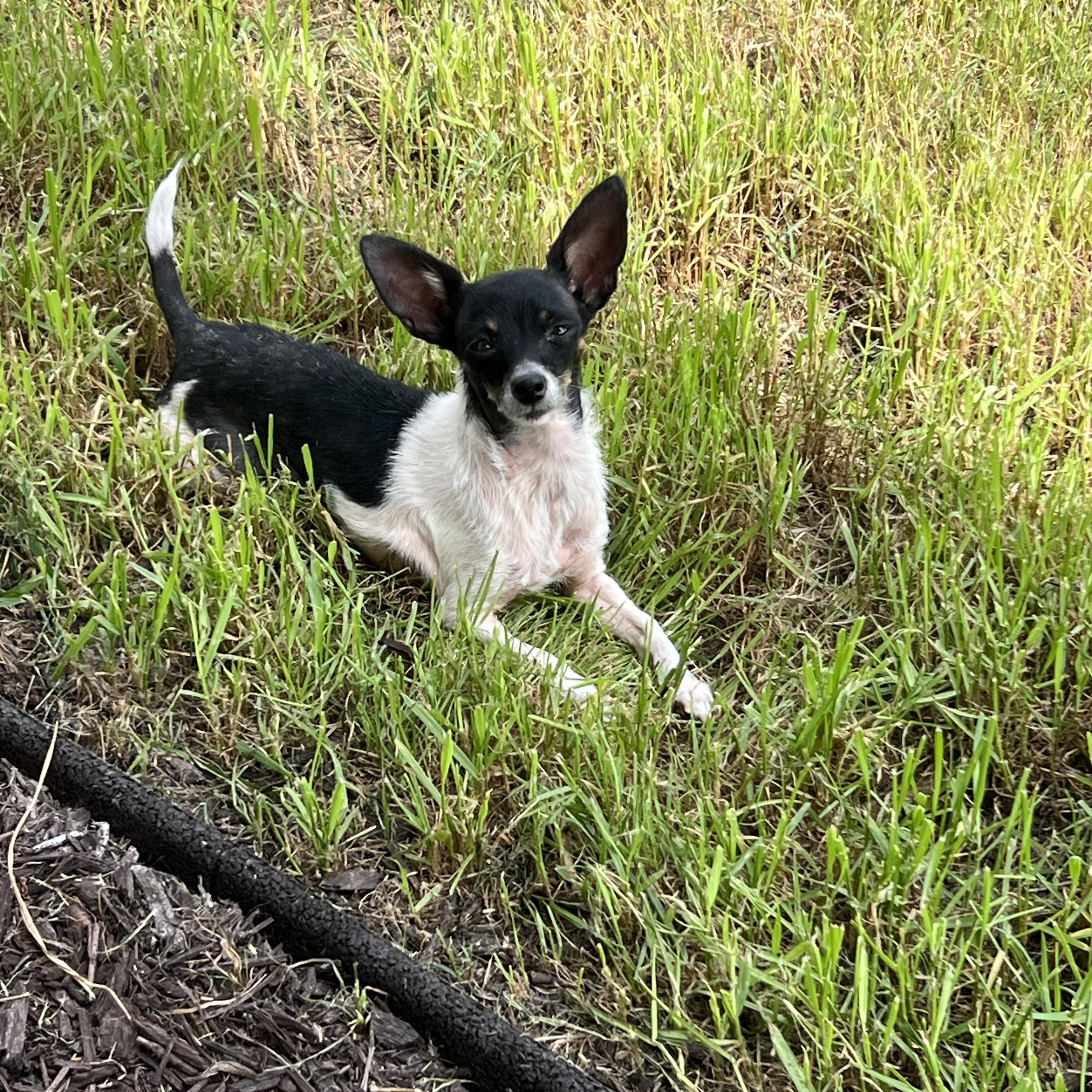 Enlarge Gigi , a ADOPTABLE Chihuahua in Wesley Chapel, FL image 4/5