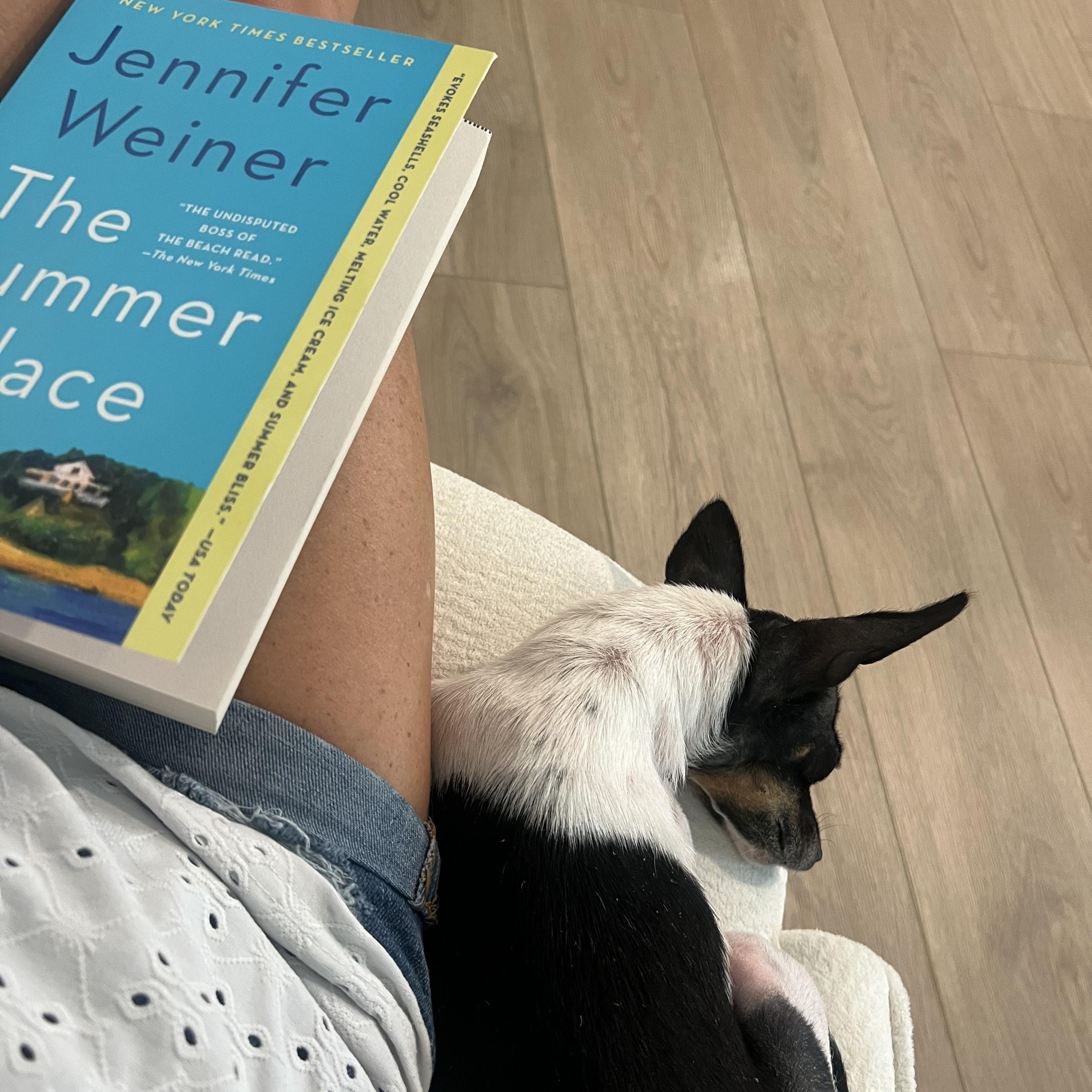 Enlarge Gigi , a ADOPTABLE Chihuahua in Wesley Chapel, FL image 3/5