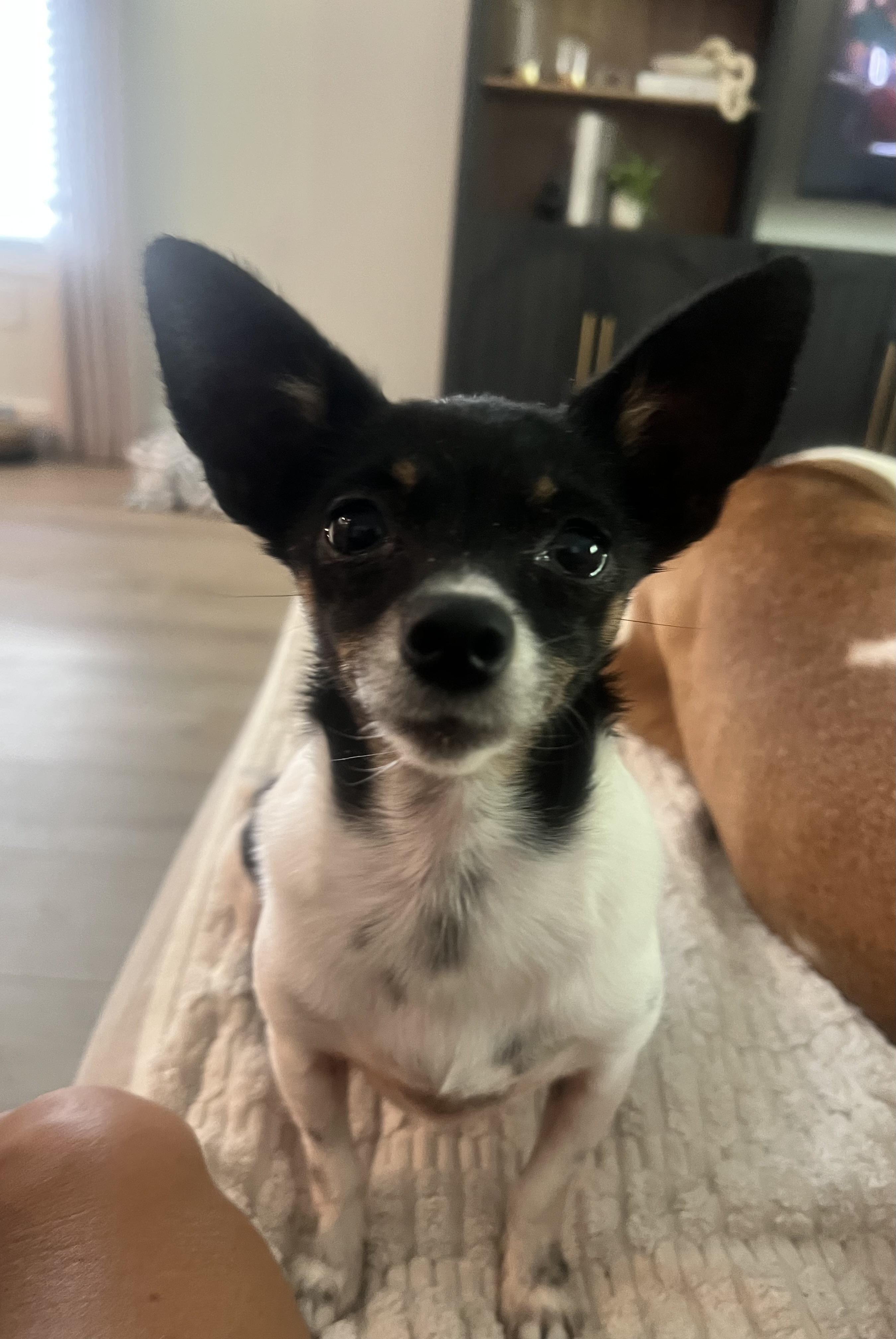 Gigi , a ADOPTABLE Chihuahua in Wesley Chapel, FL image 3/4