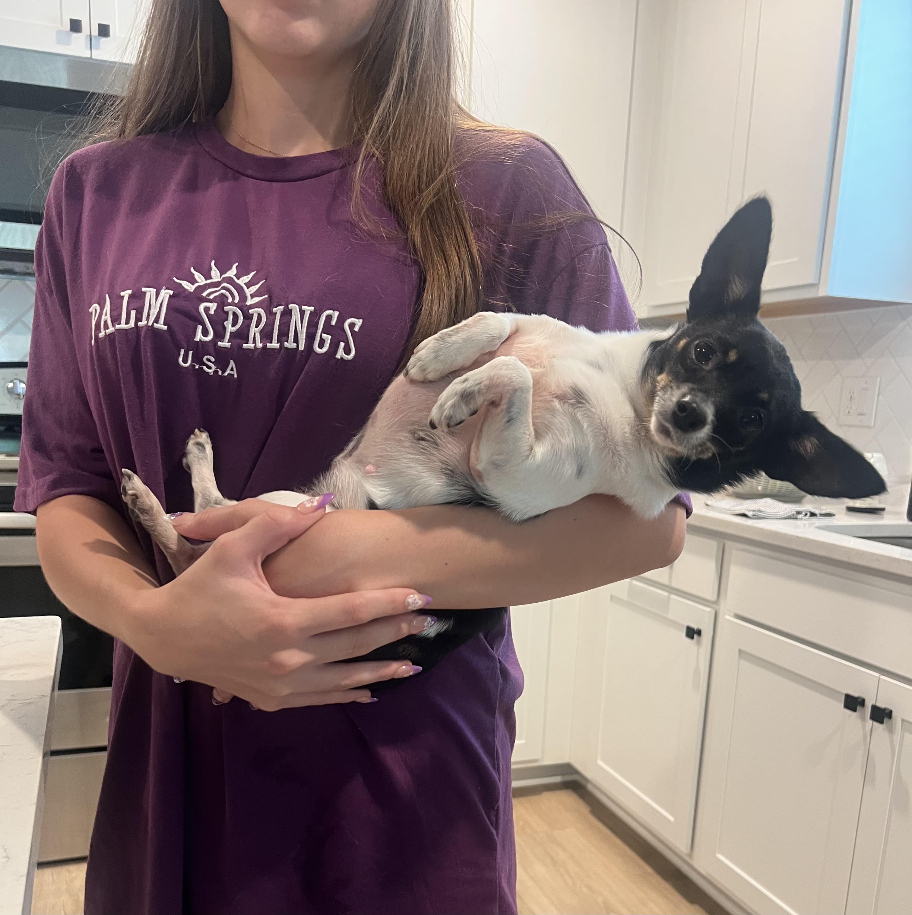 Gigi , adopted, Adult Female Chihuahua.