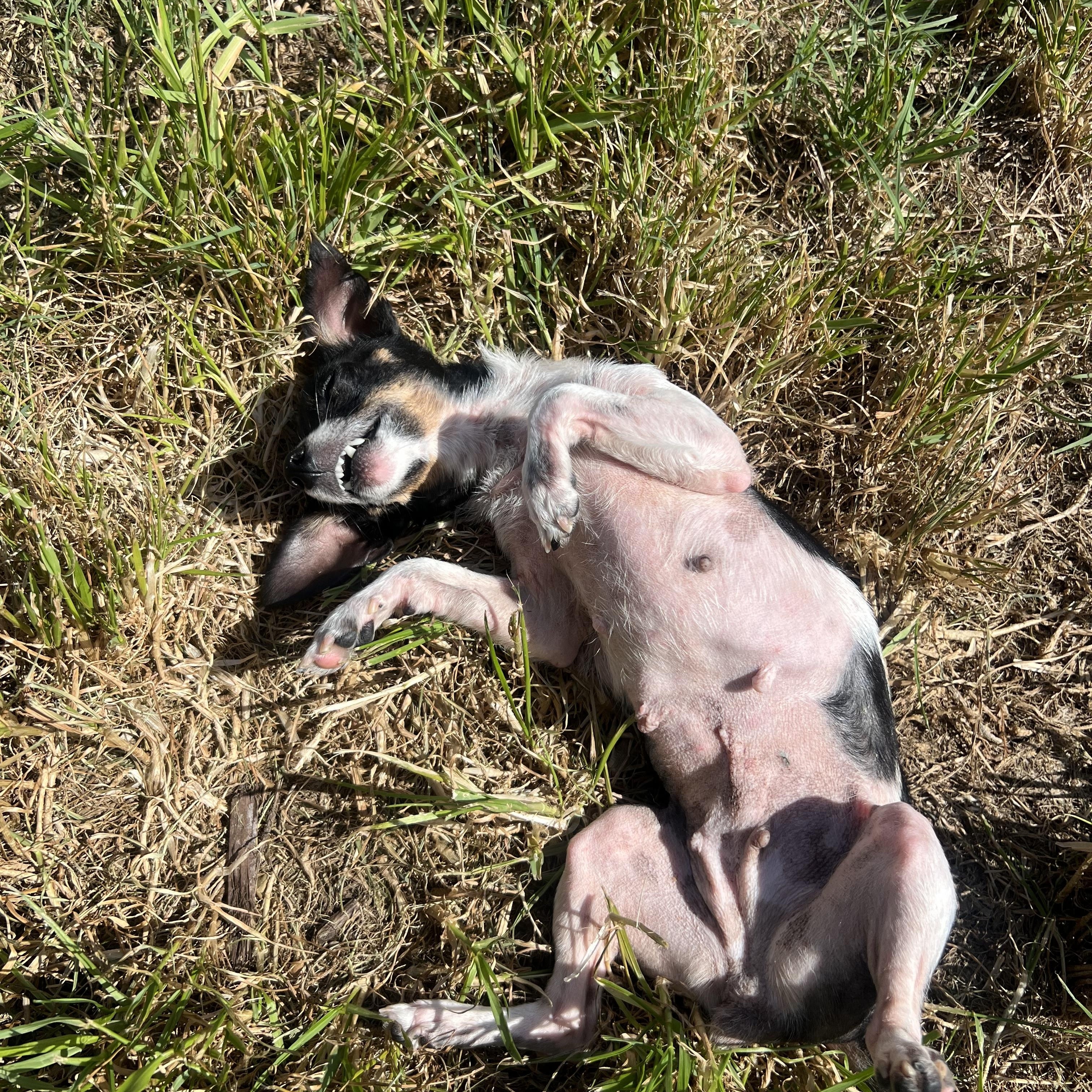 Enlarge Gigi , a ADOPTABLE Chihuahua in Wesley Chapel, FL image 5/5