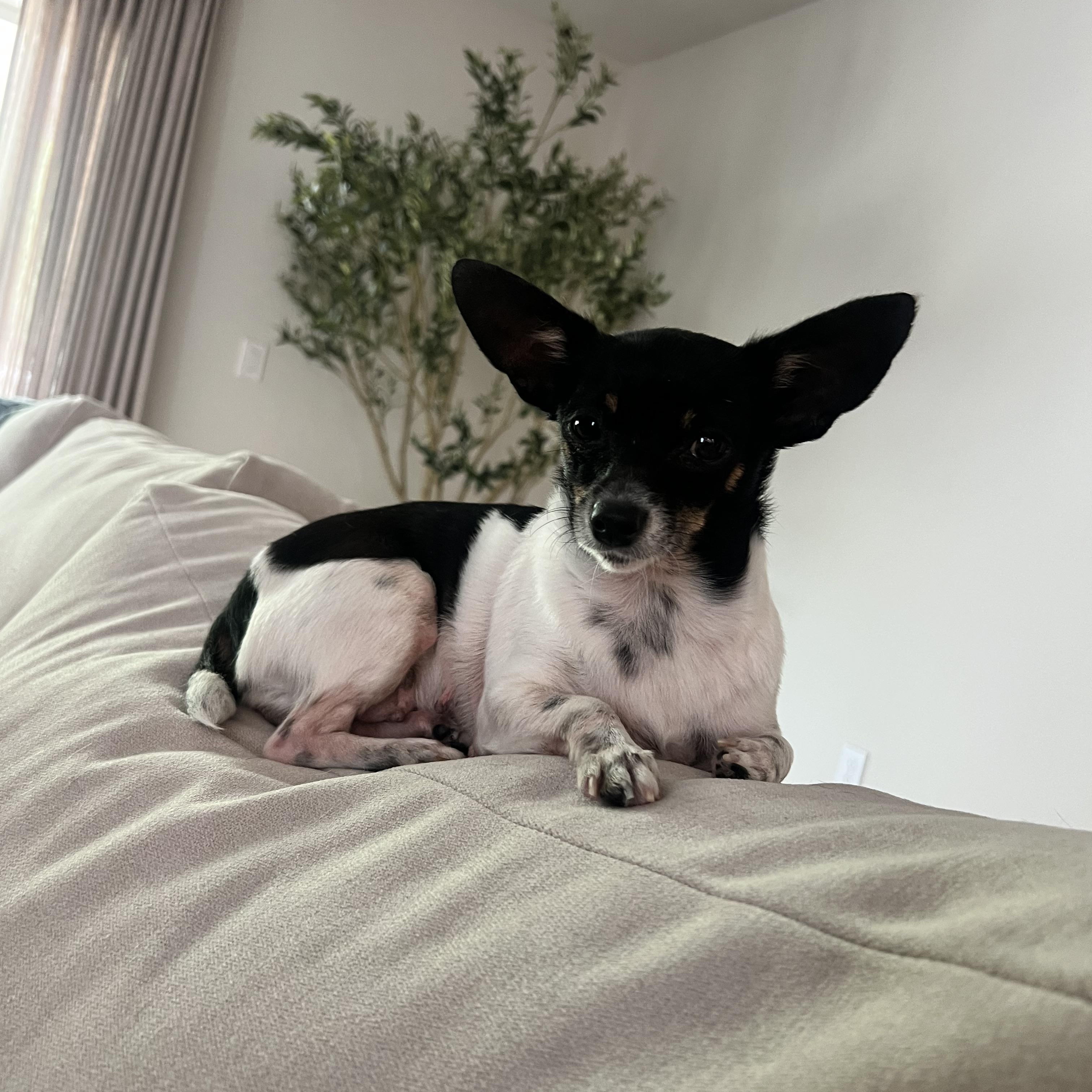 Gigi , a ADOPTABLE Chihuahua in Wesley Chapel, FL image 1/4