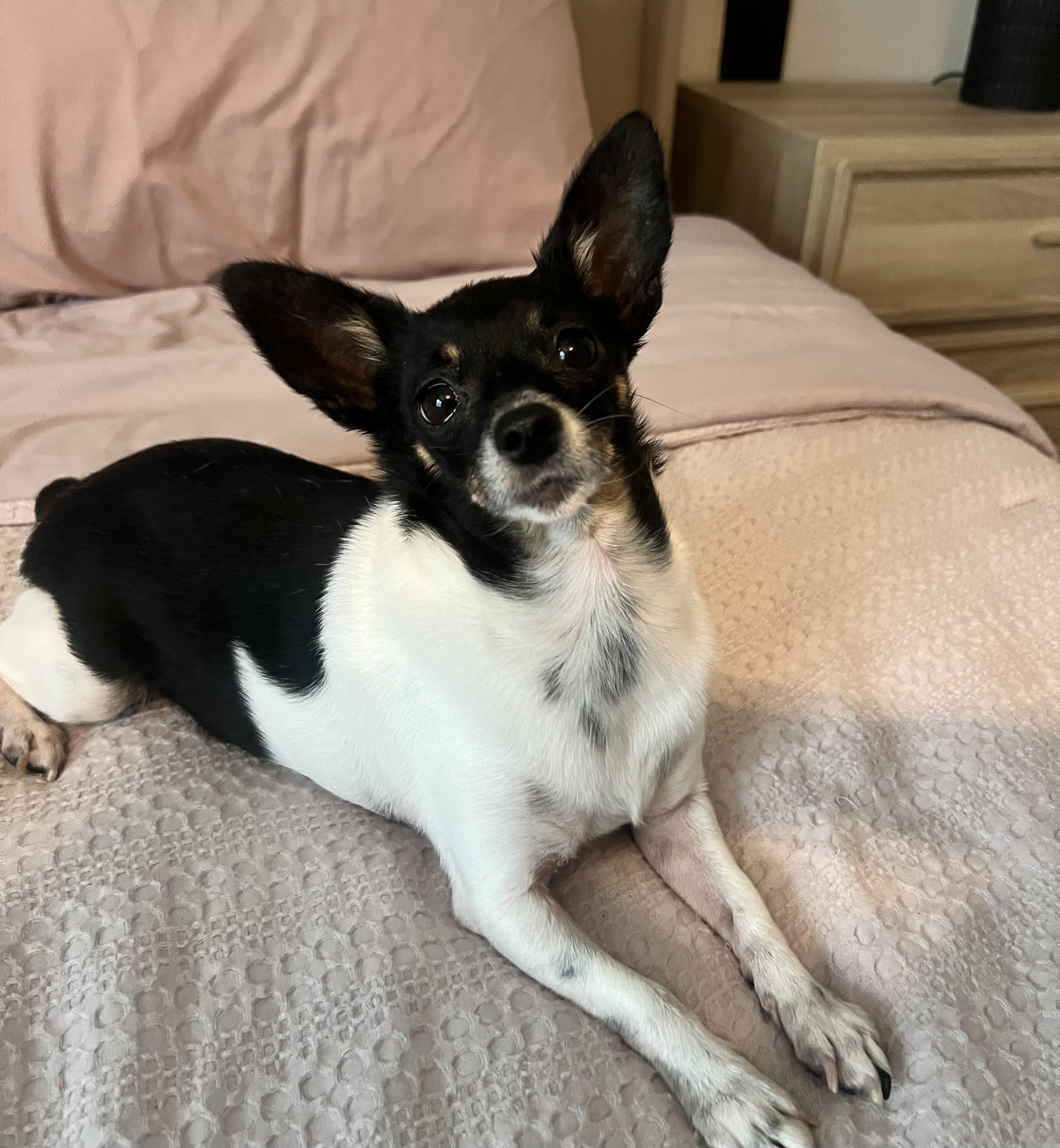 Gigi , a ADOPTABLE Chihuahua in Wesley Chapel, FL image 1/4