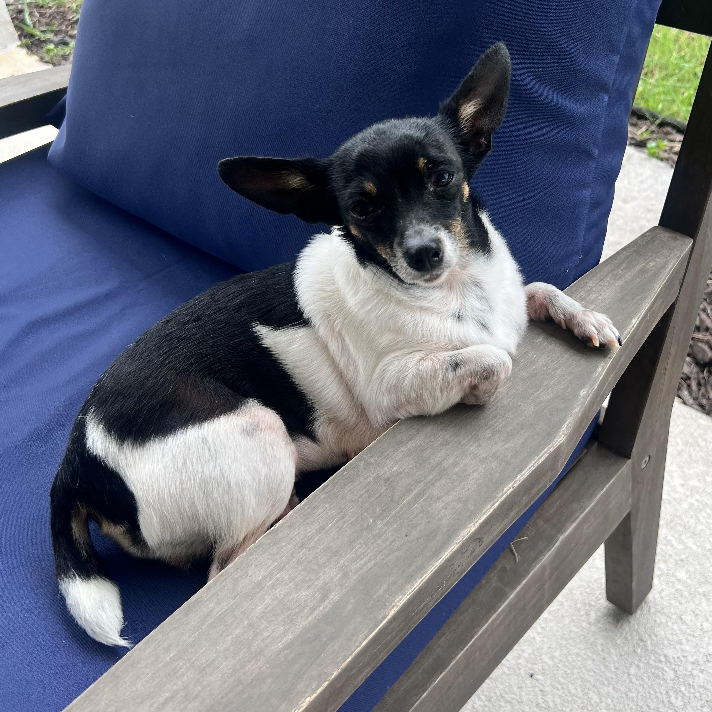 Gigi , a ADOPTABLE Chihuahua in Wesley Chapel, FL image 4/4