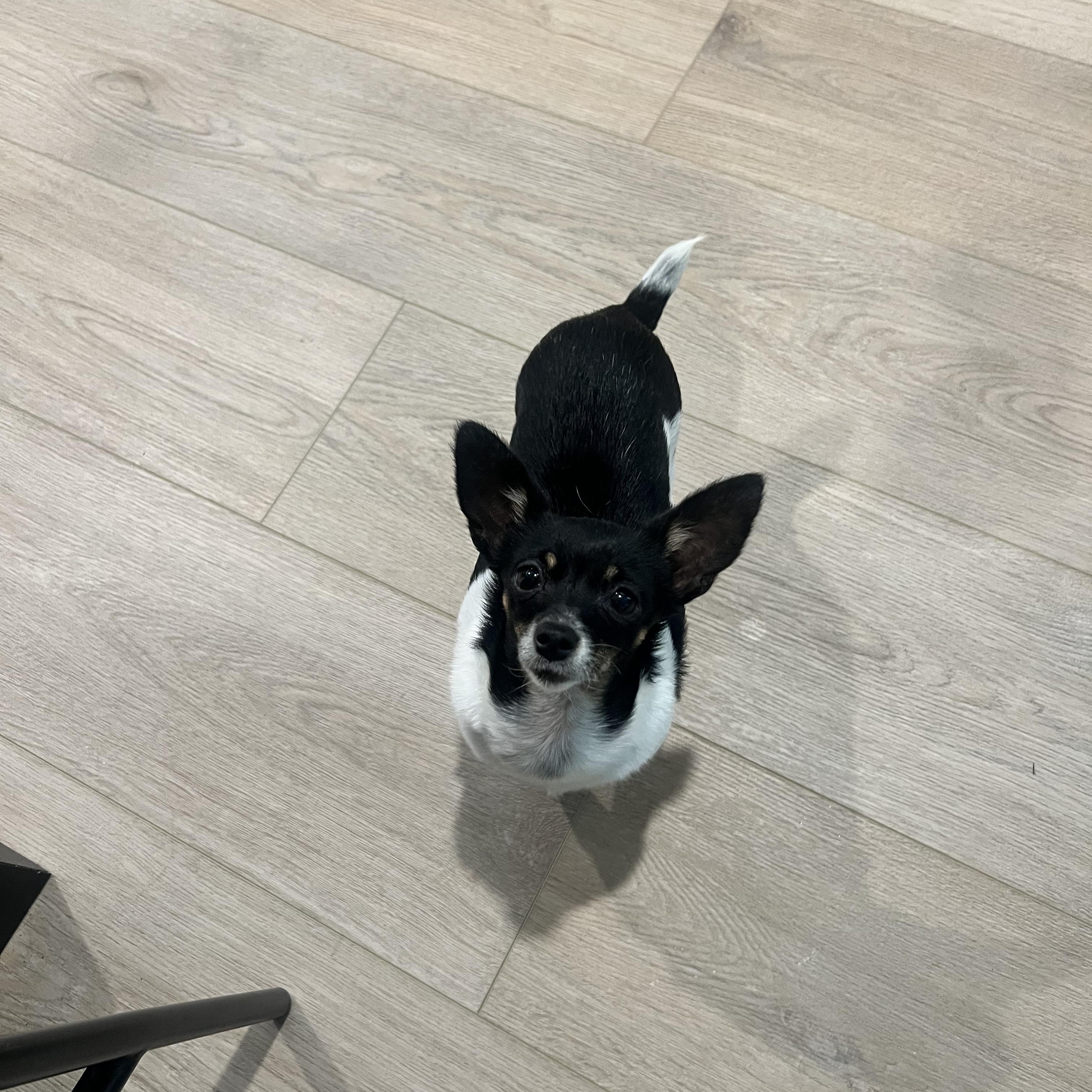 Gigi , a ADOPTABLE Chihuahua in Wesley Chapel, FL image 4/4