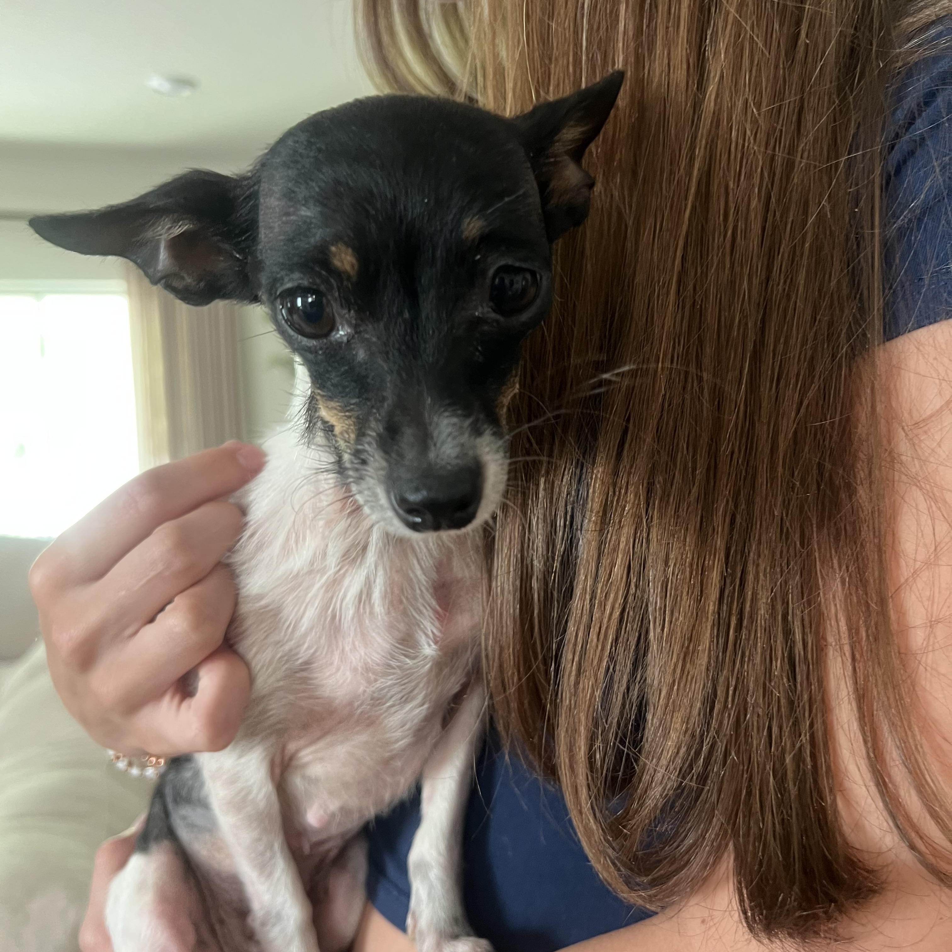 Enlarge Gigi , a ADOPTABLE Chihuahua in Wesley Chapel, FL image 2/5