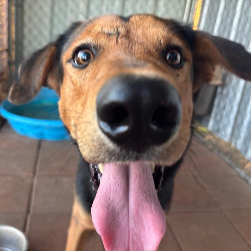 Bucky, a ADOPTABLE mixed breed in Enfield, CT image 2/3