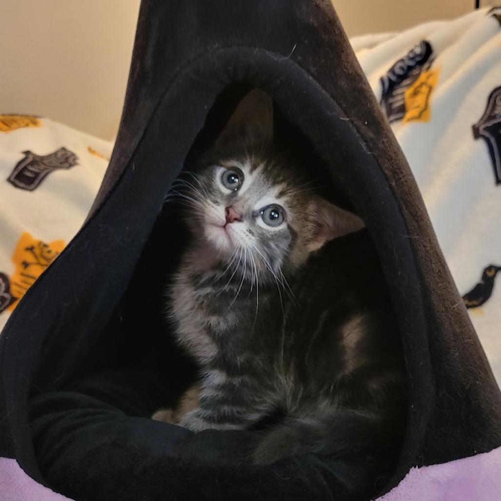 Enlarge Tripp, a Adoptable Domestic Medium Hair in HERNANDO, MS image 1/4