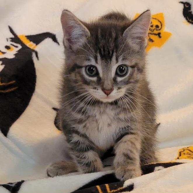 Enlarge Tripp, a Adoptable Domestic Medium Hair in HERNANDO, MS image 2/4