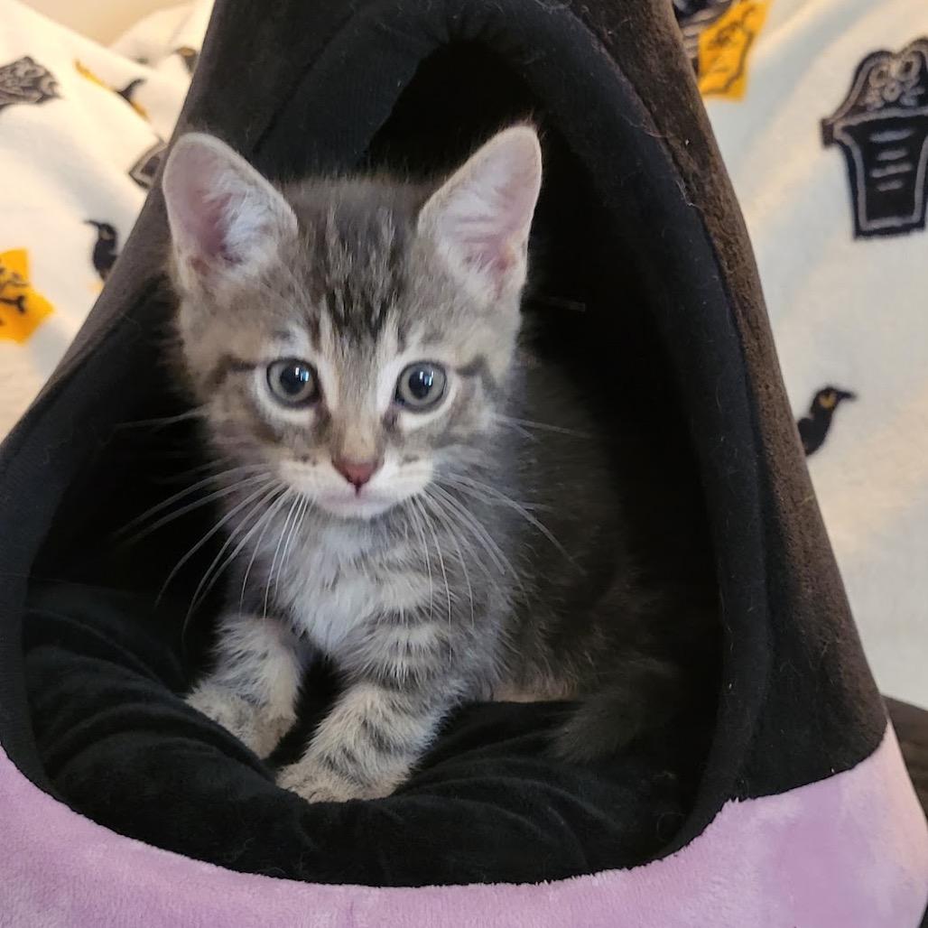 Enlarge Tripp, a Adoptable Domestic Medium Hair in HERNANDO, MS image 3/4