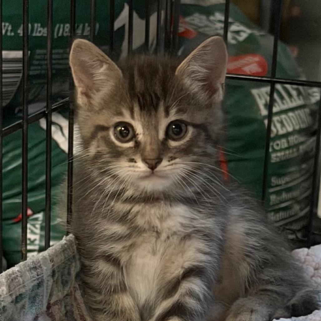 Enlarge Tripp, a Adoptable Domestic Medium Hair in HERNANDO, MS image 4/4
